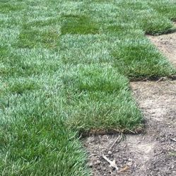 Fresh Sod Cut Every Morning 