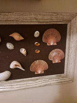 Seashells 