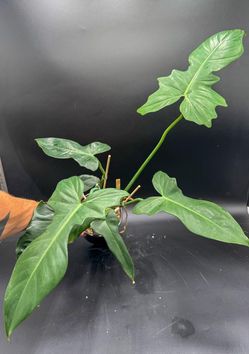 Rare Aroid Philodendron Golden Dragon plant/. Indoor Plant/ house Plant/ flower patio garden starter