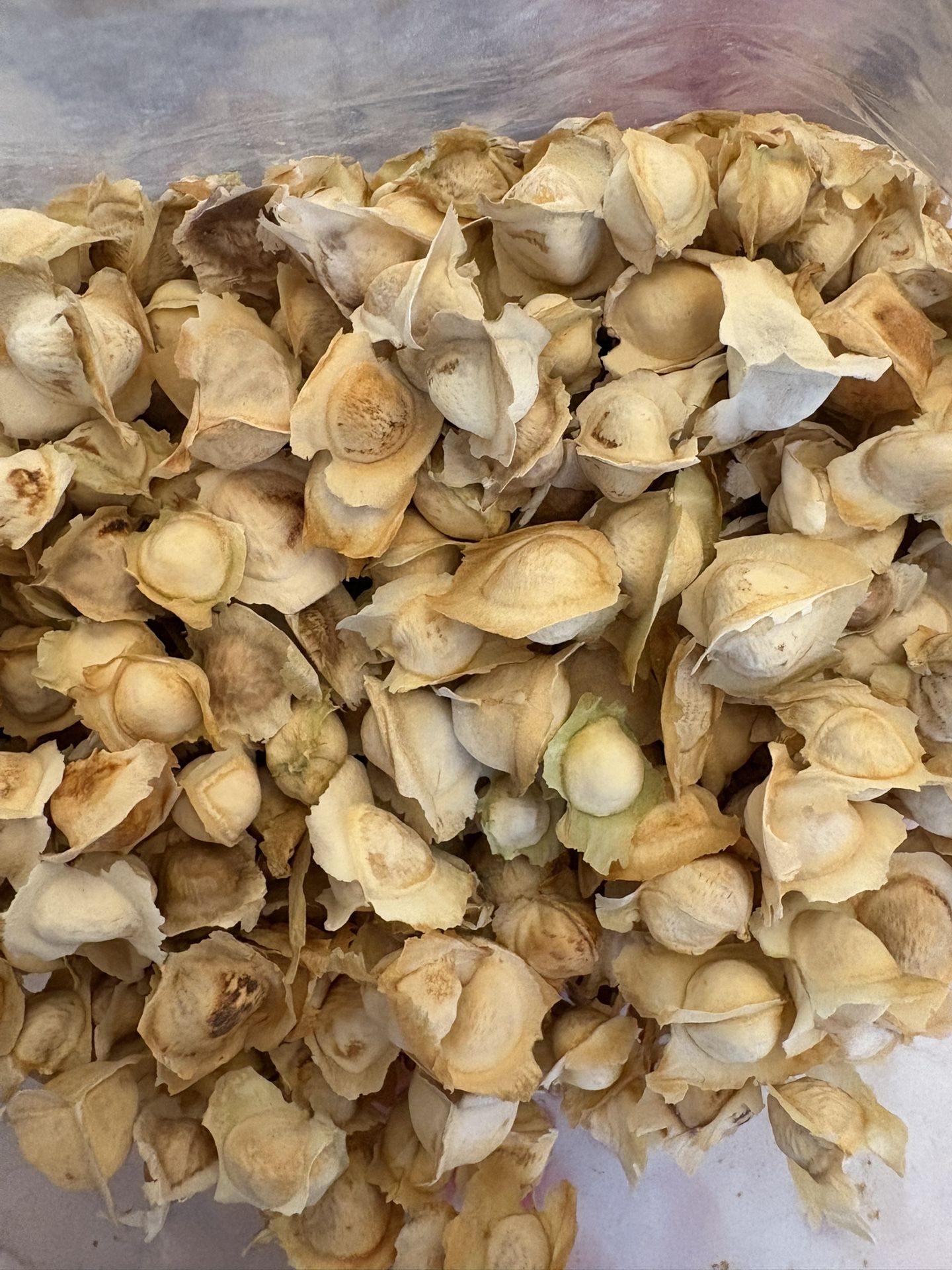 Moringa Seeds
