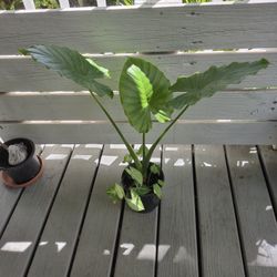 Alocasia Odora And Arrowhead Plant 