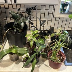 Variety plants