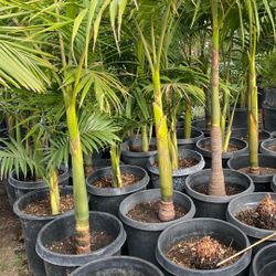 King Palm