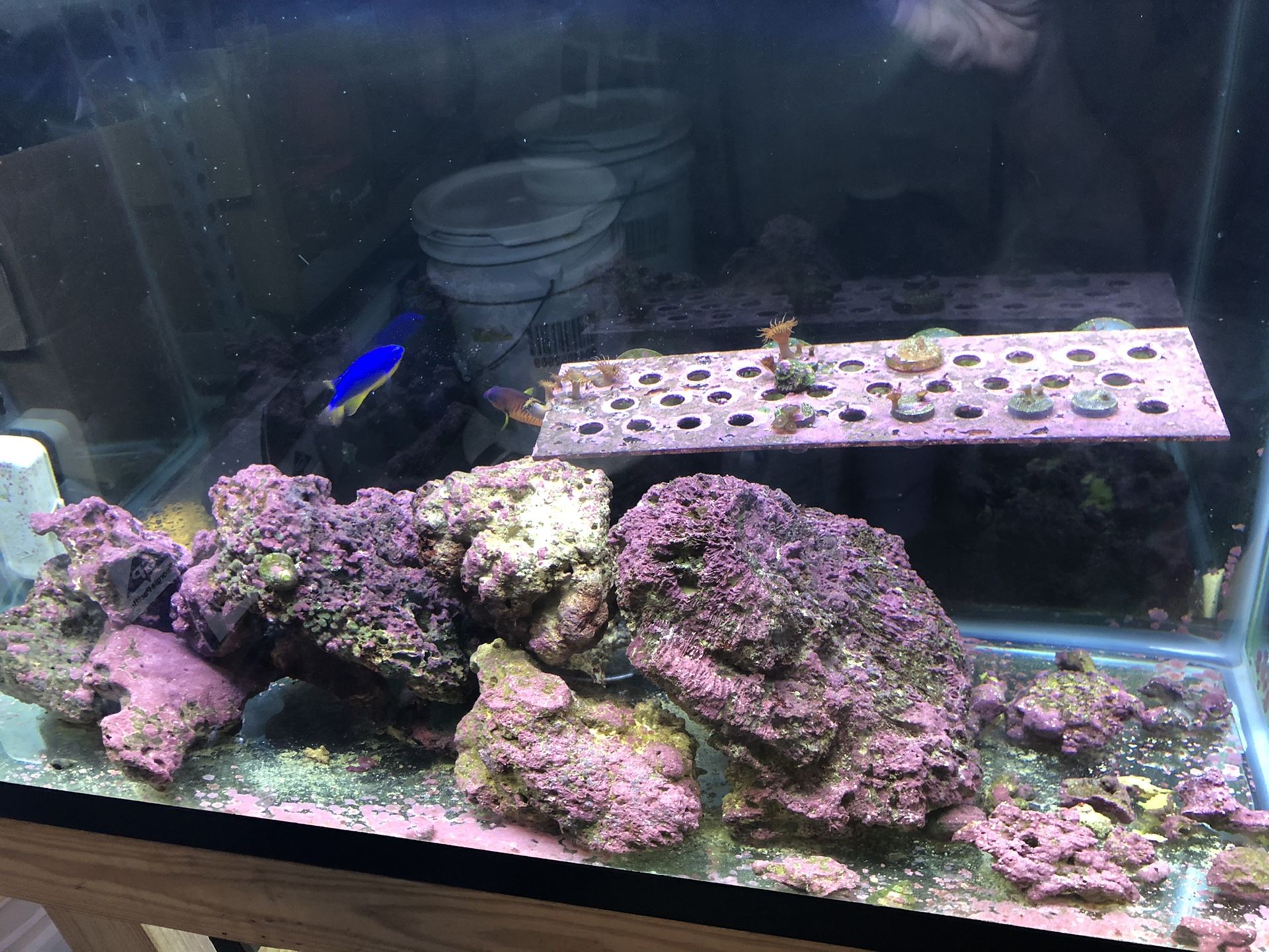 Completes saltwater setup