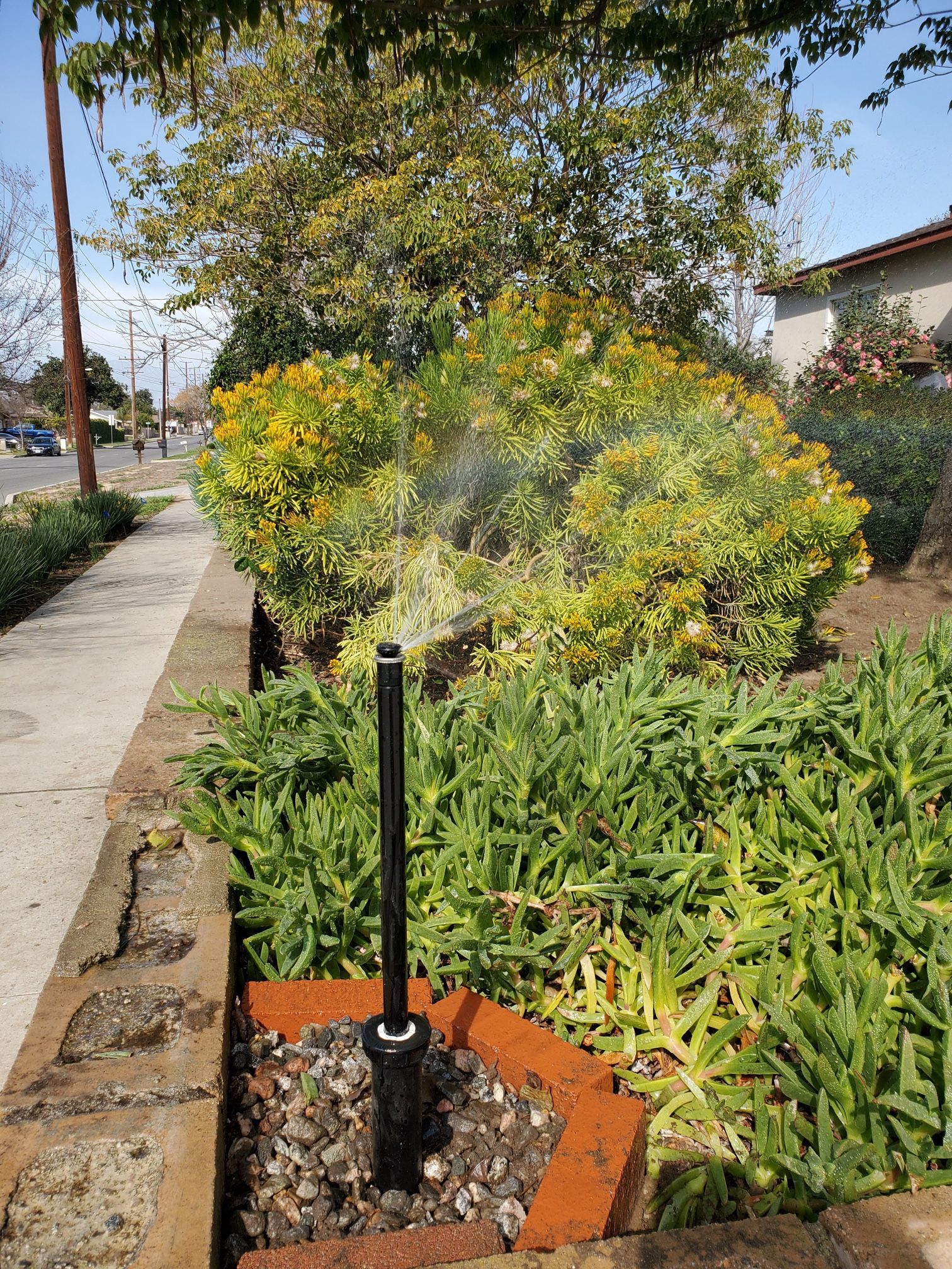 Sprinklers and Drain