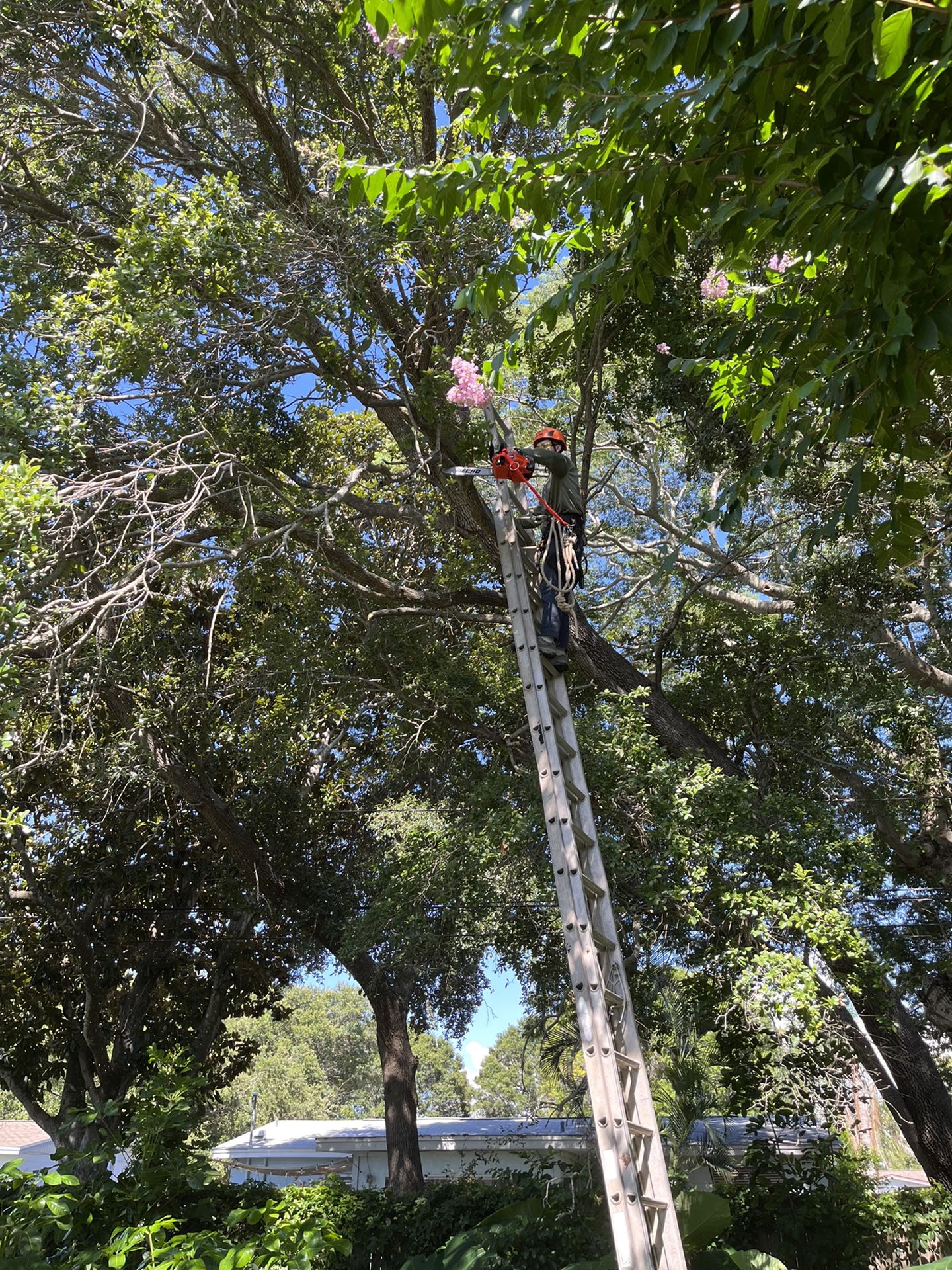 Tree Trimmer