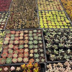 Flat of succulents, one kind $28 per flat or if you want mix 25 as it is
