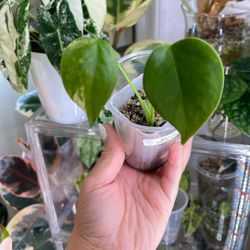 Monstera Yellow Marilyn Live Plant 