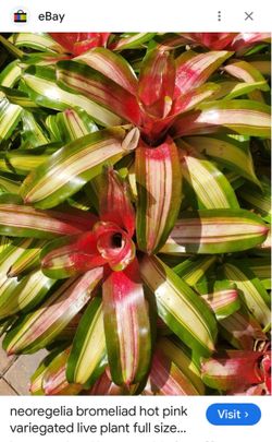 This is a neoregelia which is a tropical bromeliad