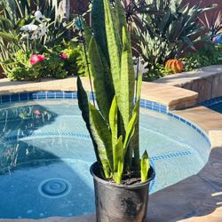 Green Snake Plant 