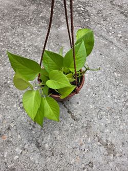 Epipremnum Aureum Neon pothos