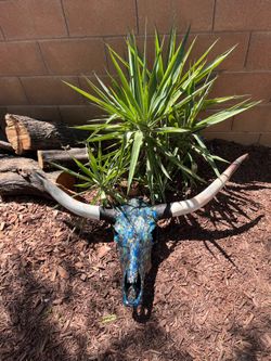 Custom Cow Skull &Horns