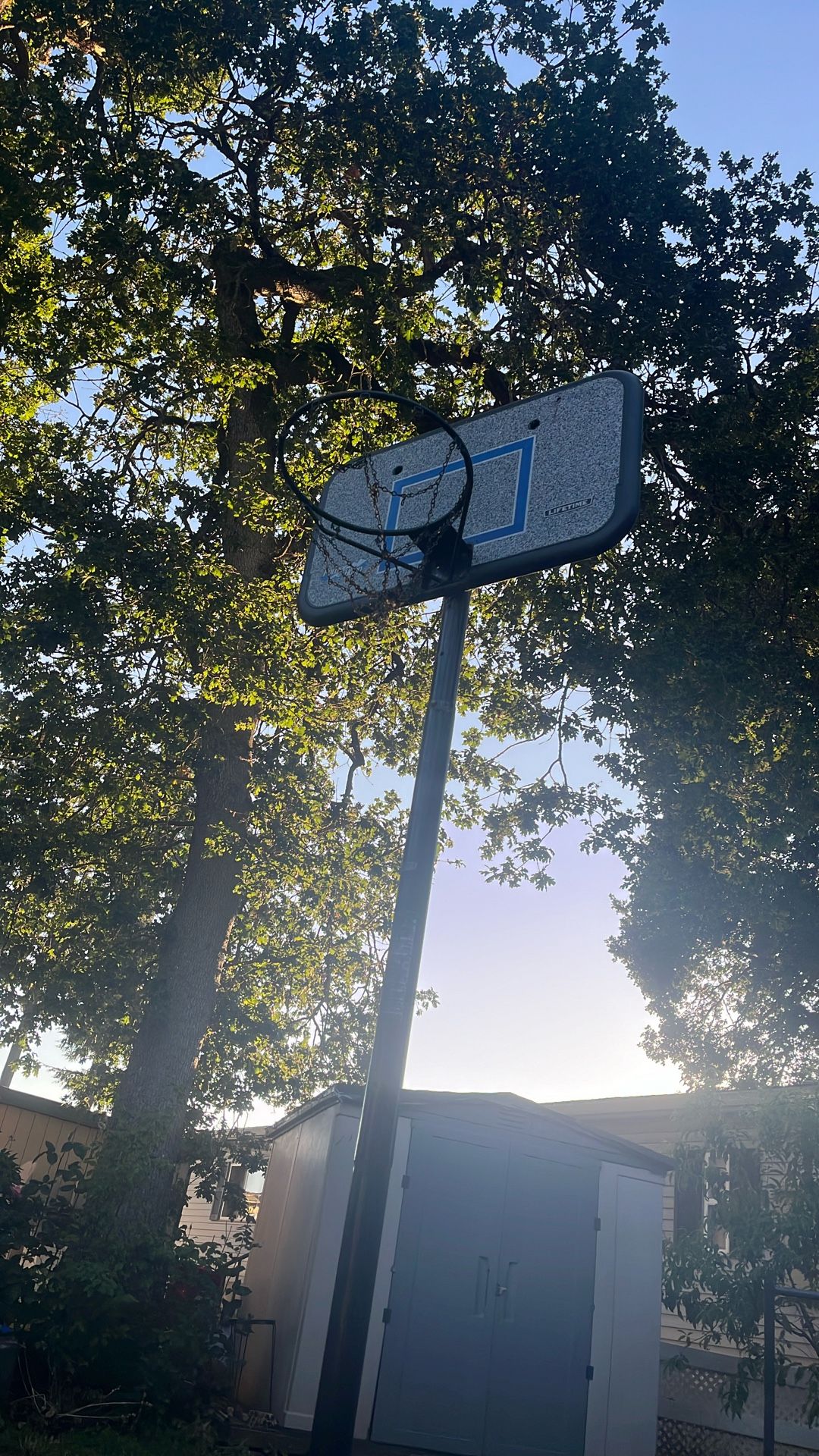 Lifetime Basketball Hoop