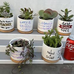 small succulent gift plants with decorated ceramic pots