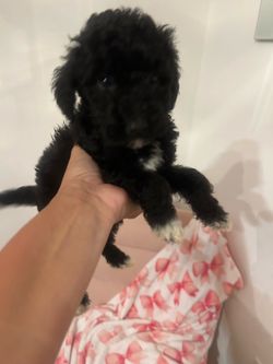 Minie golden doodle