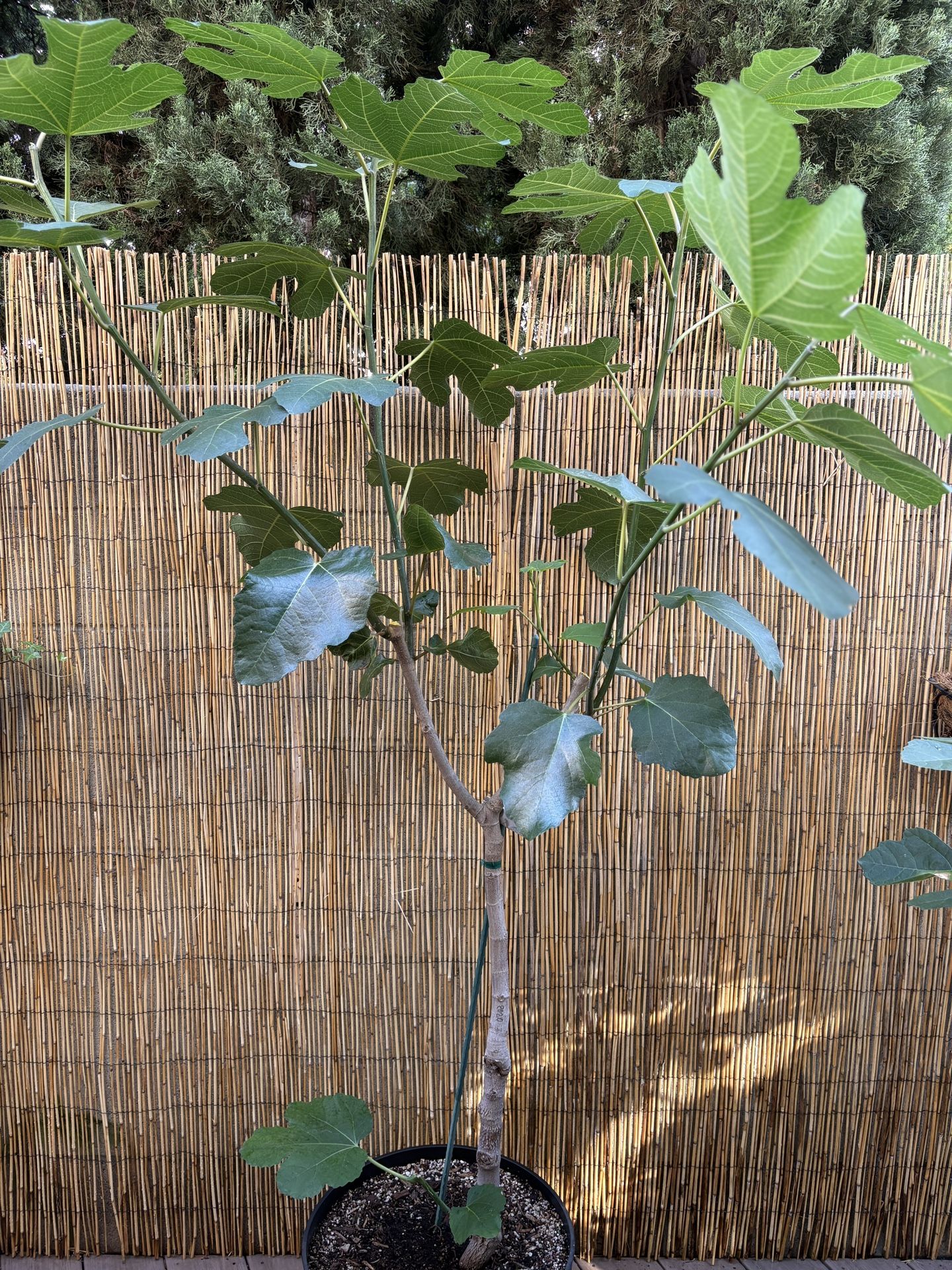 FIG Tree “Ischia BLACK”