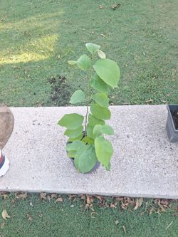 soursop fruit tree