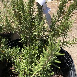 Rosemary 