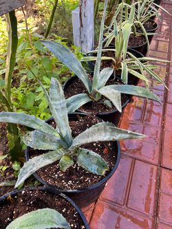 Plants