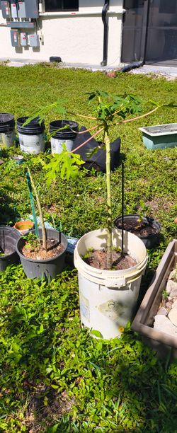 Papaya tree plant