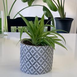 Spider plant