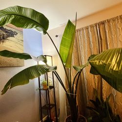 Bird of Paradise houseplant 7’ tall
