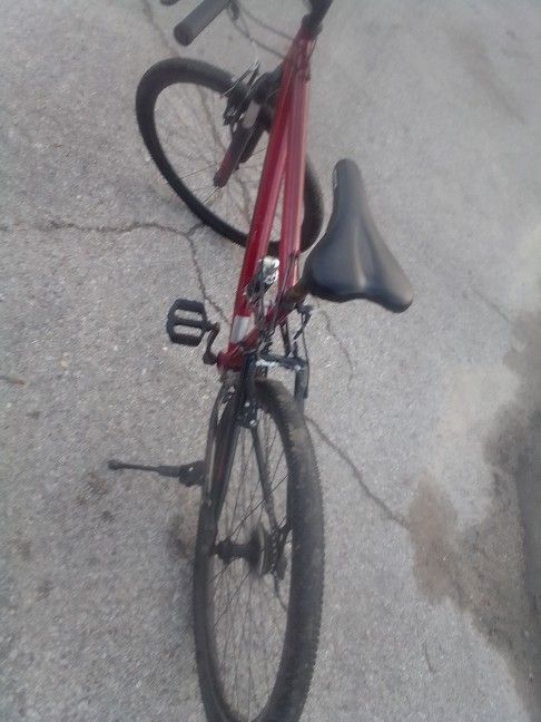 Adult Bike