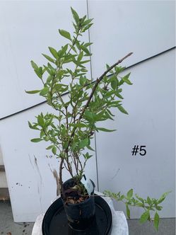 #5- Thai Basil Plants