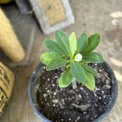 Corona De Cristo flor Chica