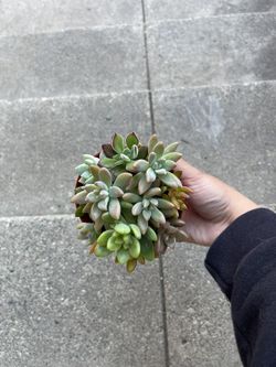 Succulent Combo