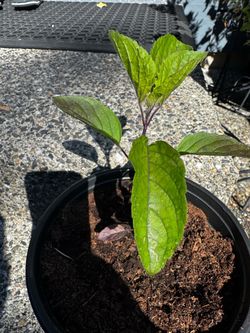 Krishna tulsi