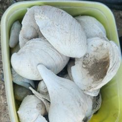 Bucket Of Seashells 