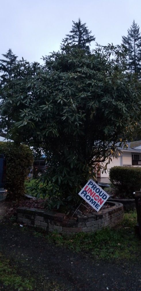 Free Bushes You Come Dig Out!