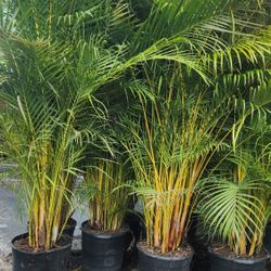 Spectacular Arecas Palms For Inmediate Privacy!!! About 9 Feet Tall!!! Fertilized 
