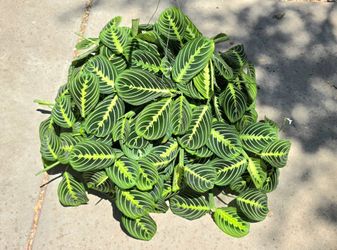 Maranta Lemon Lime Prayer Plant Large