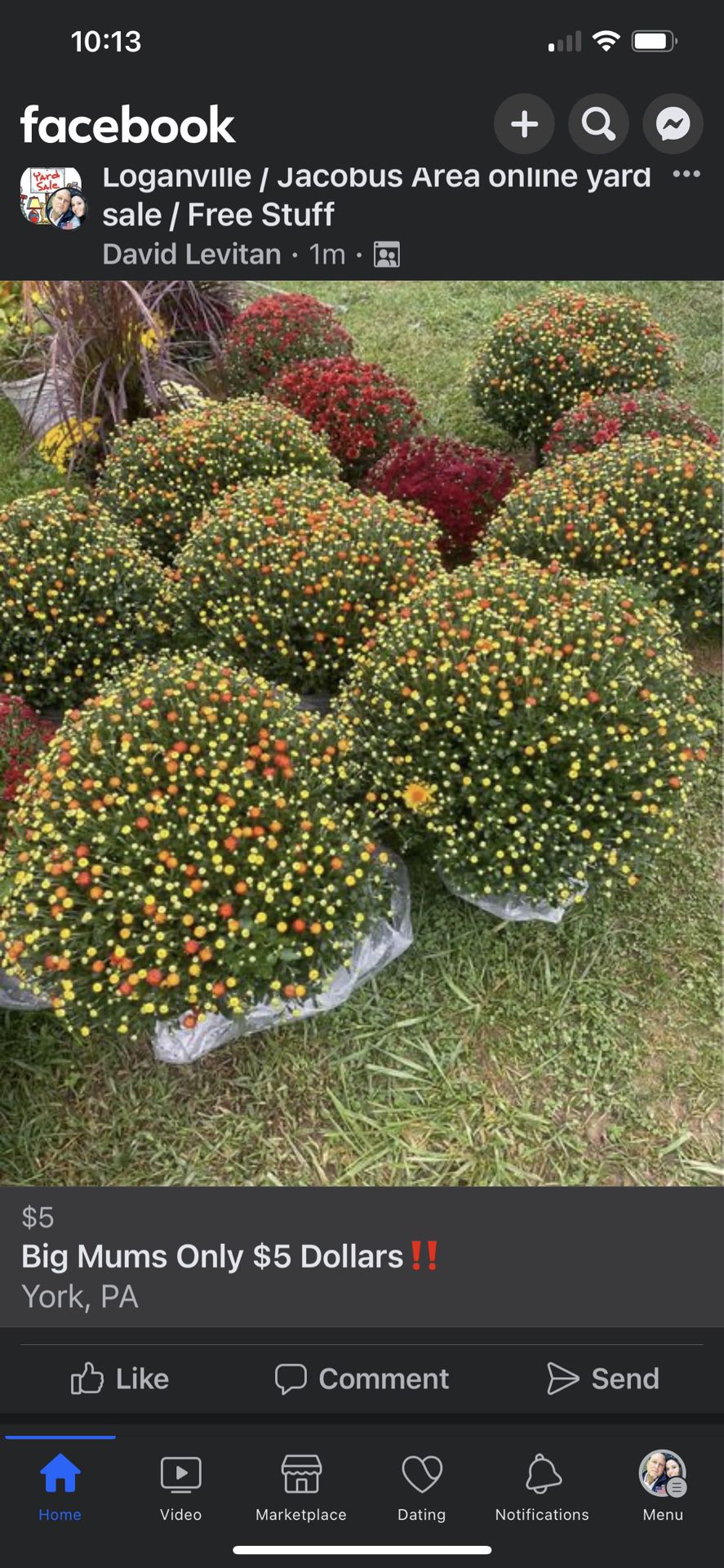 Big Mums For Only 5 Dollars