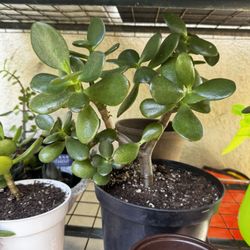 Jade Plants Various Sizes 