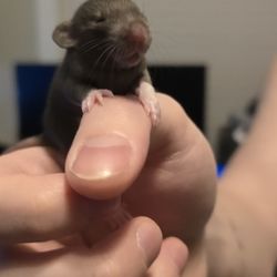 Fancy Rat "Information"