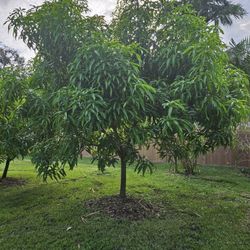 mango  tree Fruit tree  very sweet 