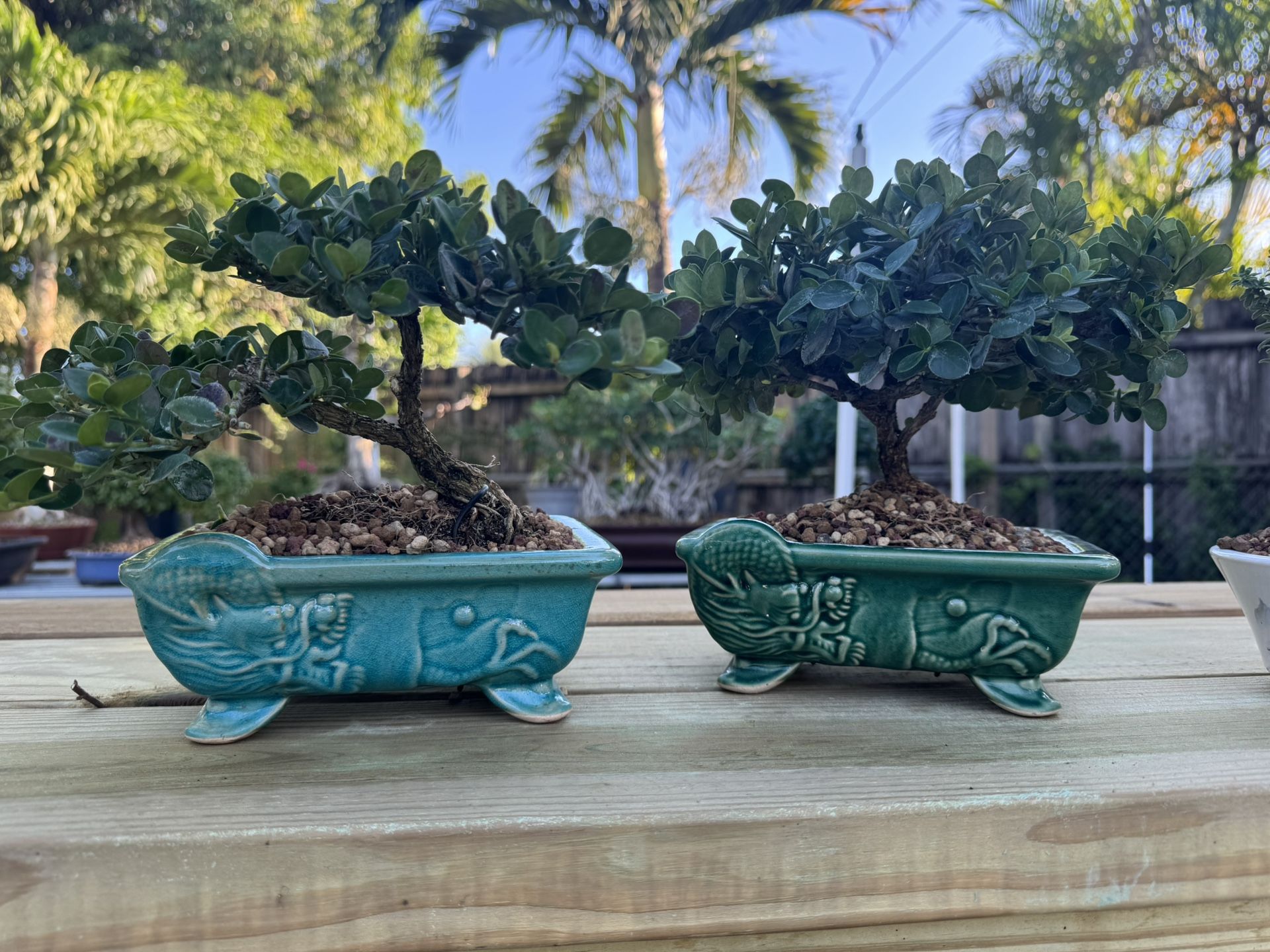 Natal plum Bonsai Tree