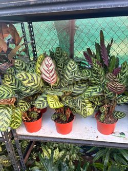Calathea Peacock (Indoor Plant)