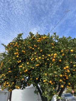 Organic Home Grown Oranges