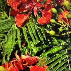 Royal Poinciana (Phuong Vi) In The Pot Very Healthy Plant 