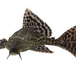 Common Pleco Fish Supplies 