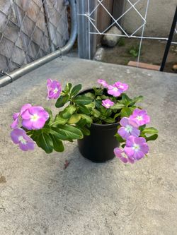 Medium Size Flowers
