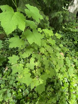 Thimble Berry Plants 