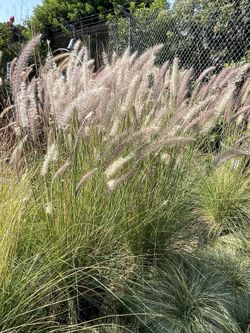 🔥🔥🔥🔥 Drough Tolerant Grasses 