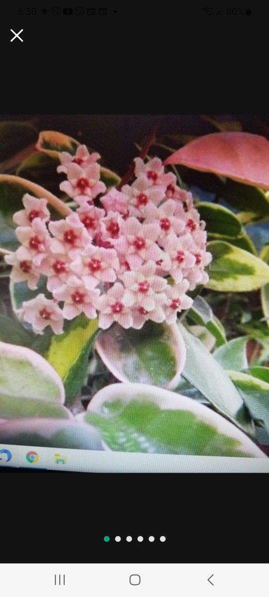 Hoya Carnosa Krimson Queen, Tricolor