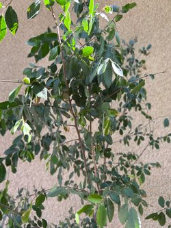 Olmo chino Árbol Para Sombra