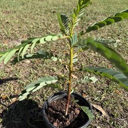 White Hummingbird (sesbania Grandiflora)flower Plant With Flower Buds (1-2 Ft Tall)